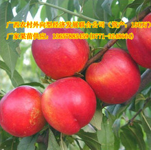 桃子树价格_今日最新桃子树价格行情走势