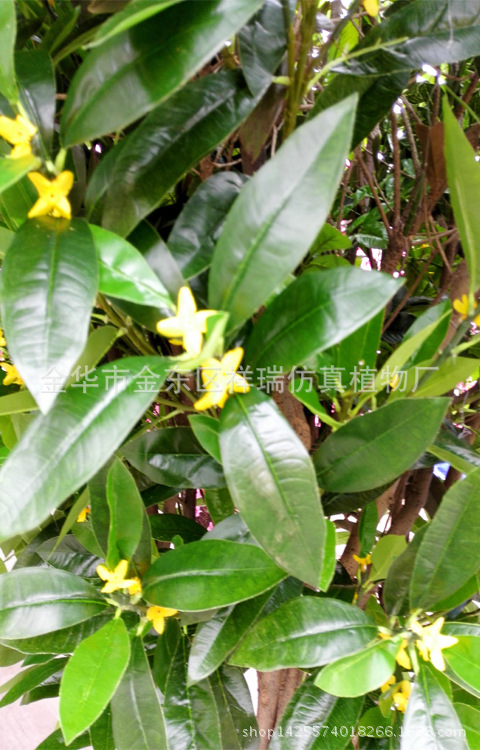 XRS-141 3米新四叉桂花树4