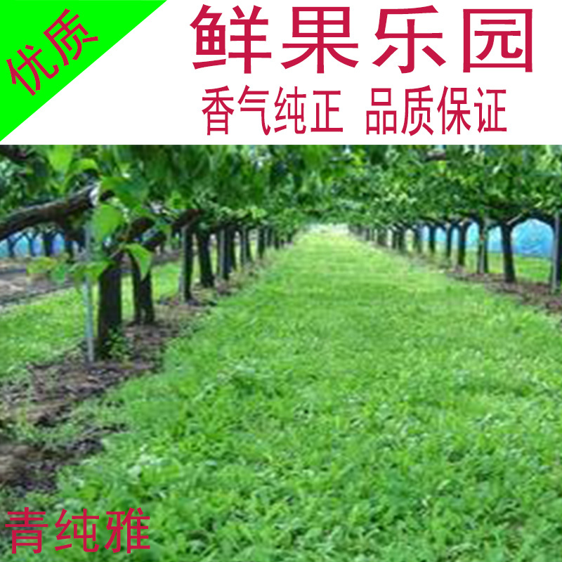 鲜果乐园香精洗衣液日化香精进口高档高仿化妆品香气纯正厂家直销