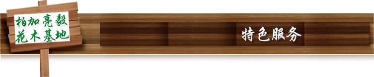 特色服务