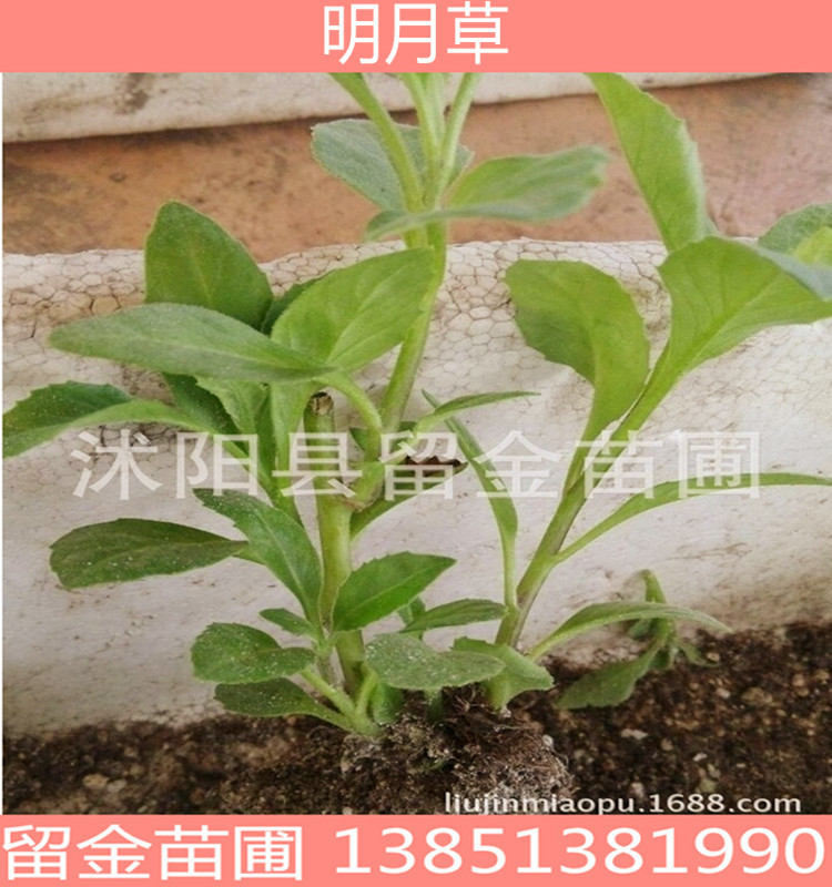 新品 明月草 特菜种苗 长命菜 富贵菜 白背三七  降糖草|ms