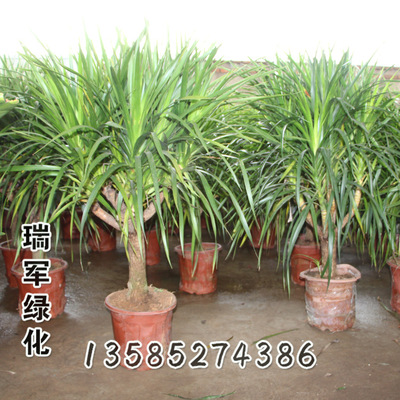 净化空气树_龙铁树 龙血 绿植盆景 净化空气树