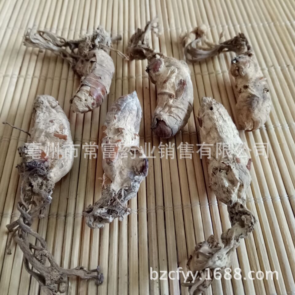 Golden Cicada Flower Jin Chan Hua Dried Cordyceps Fungus on Cicada Pupae Traditional Herbal Ingredient 500g quality and texture