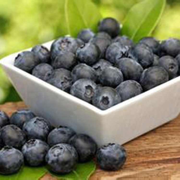 饥荒发光蓝莓_饥荒发光蓝莓供应商_饥荒发光