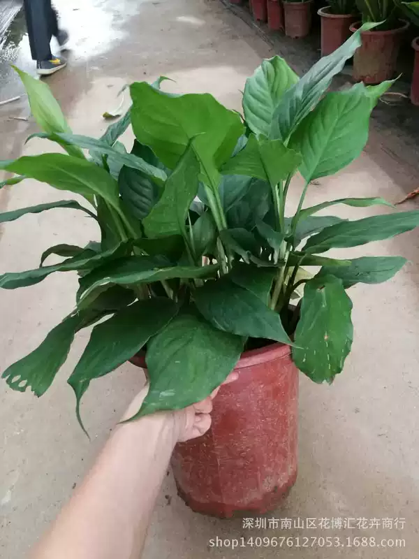 Вечнозелёный фикус для озеленения помещений