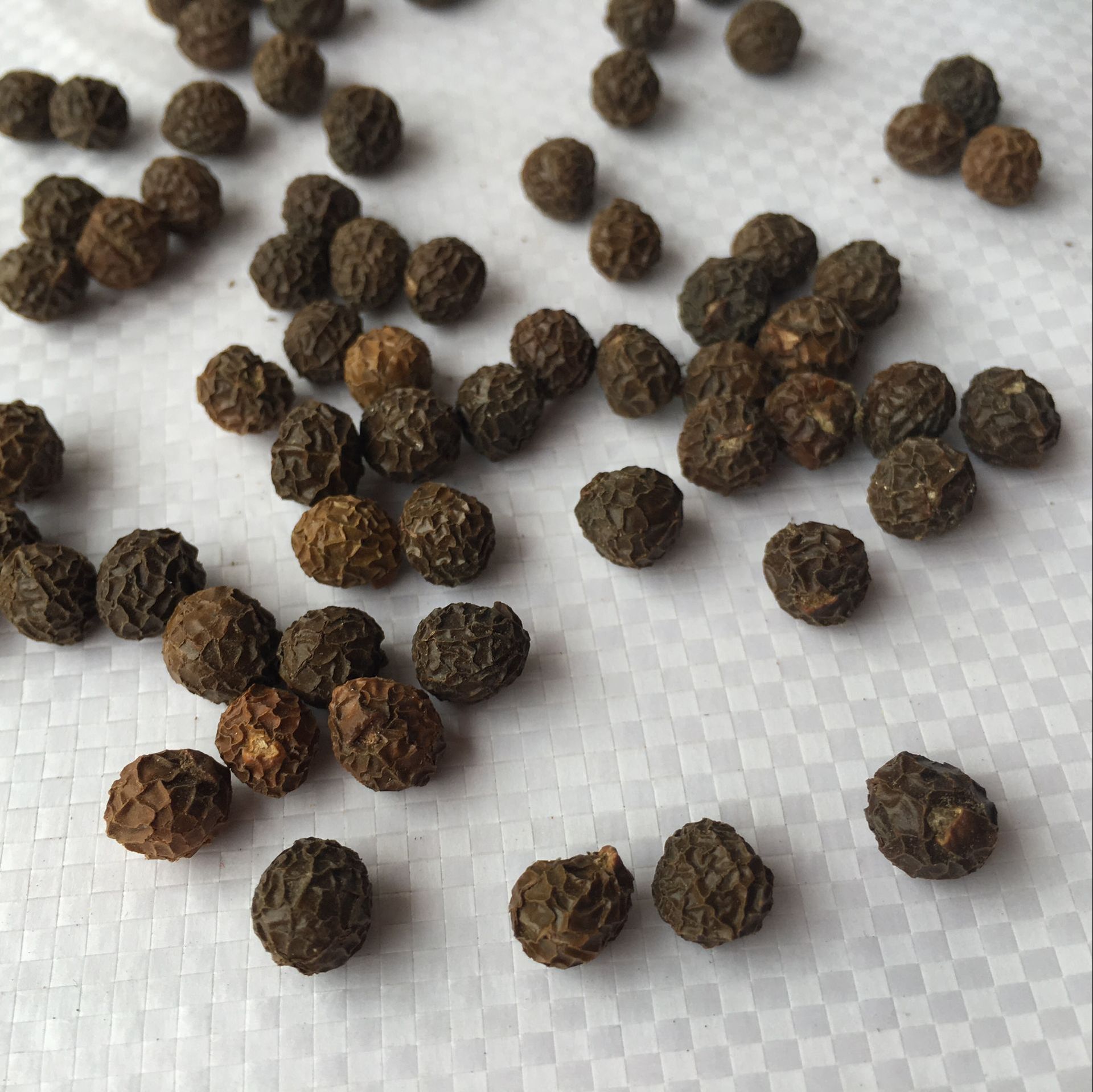 Chinese Parasol Tree Seeds Wutong Zi Dried Firmiana simplex Seeds Traditional Herbal Ingredient 500g overview