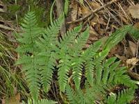 超临界萃取厂家批发 贯众精油 单方精油 植物精油 按摩精油