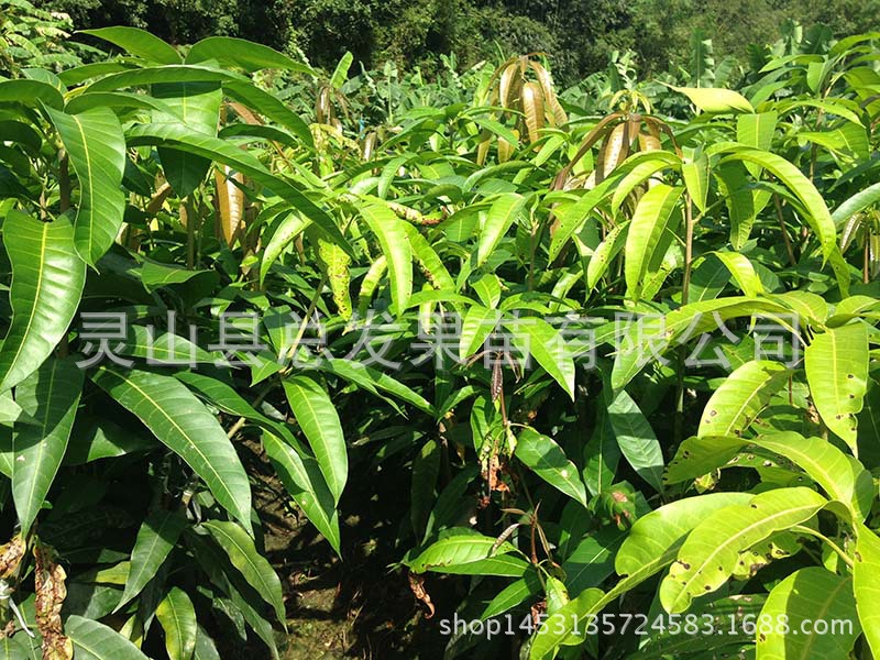 红贵妃芒果苗_果苗果树苗芒果苗 红贵妃 正品
