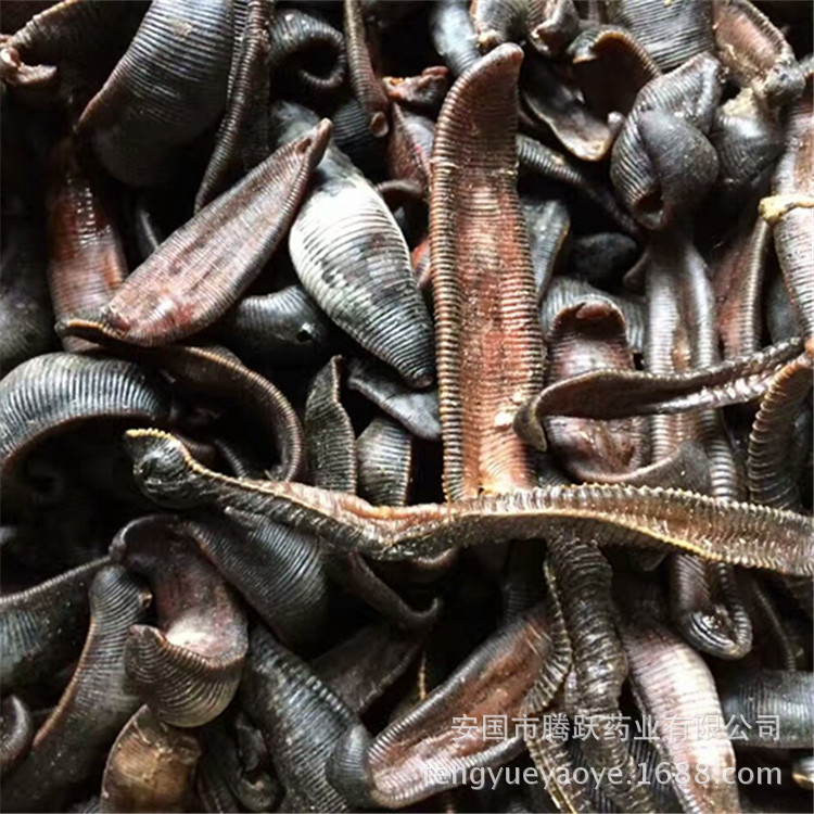 Dried Leech Shui Zhi 水蛭 Whole Dried Body Traditional Chinese Herbal Material 500g Bag key features