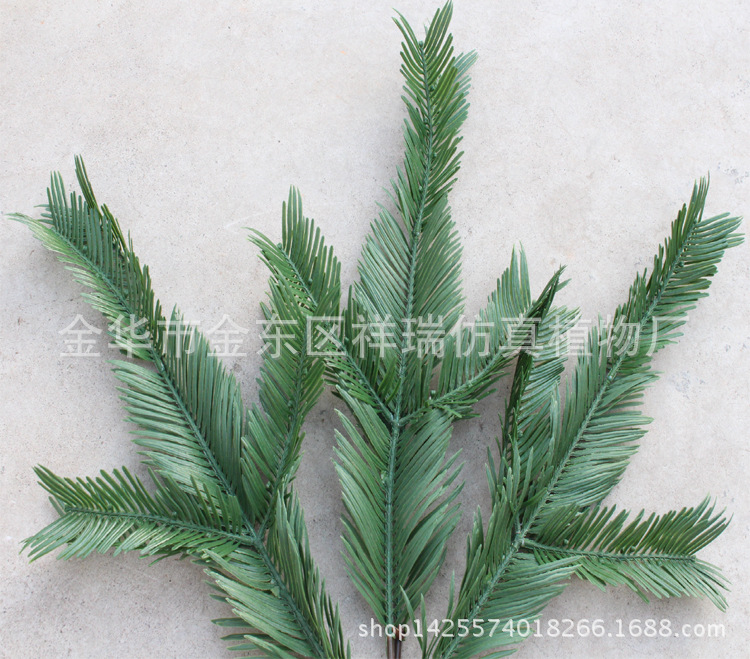 XRB-146红豆杉3叉枝7