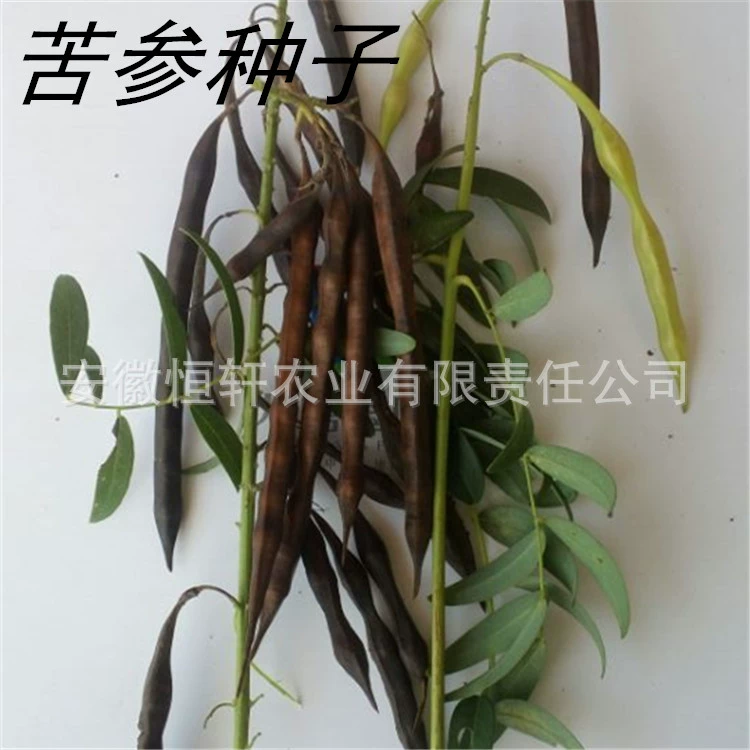 Оптовые лечебные семена, семена флавоescens софоры с высоким содержанием помех и легкого вживую, корневые семена софоры флавоскопа