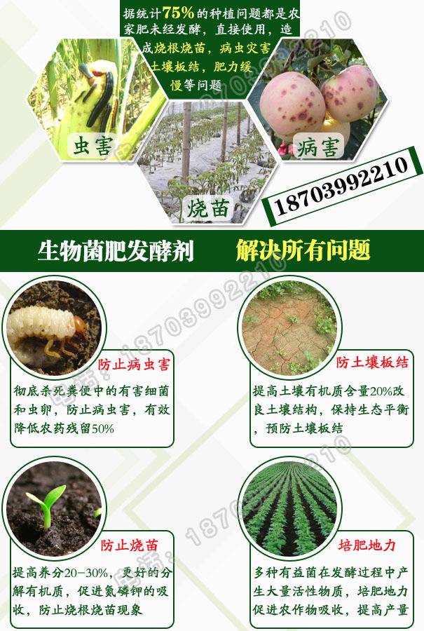 自然腐熟猪粪的危害