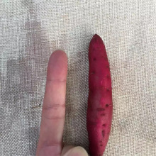 红薯价格_今日最新红薯价格行情走势