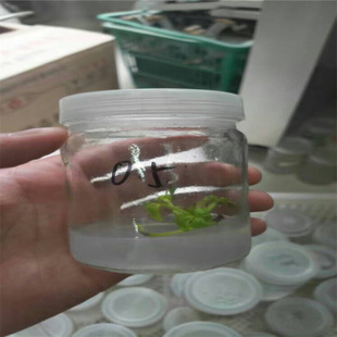 �����؅^�����в�ݮ�� ������ݮ�ķNֲ���� �M��������Xһ��