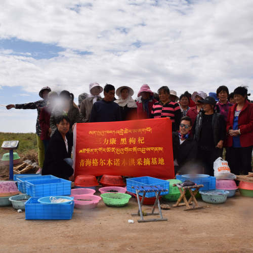 Source of origin: Qinghai Nuomuhong black goji berries, dried fruit, 500g bulk wholesale, new black goji berries.