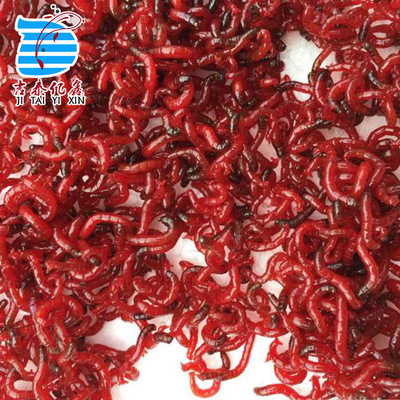 天津吉泰亿鑫 手工捕捞野生500g红虫 特大号鲜活公虫 鱼饵批发
