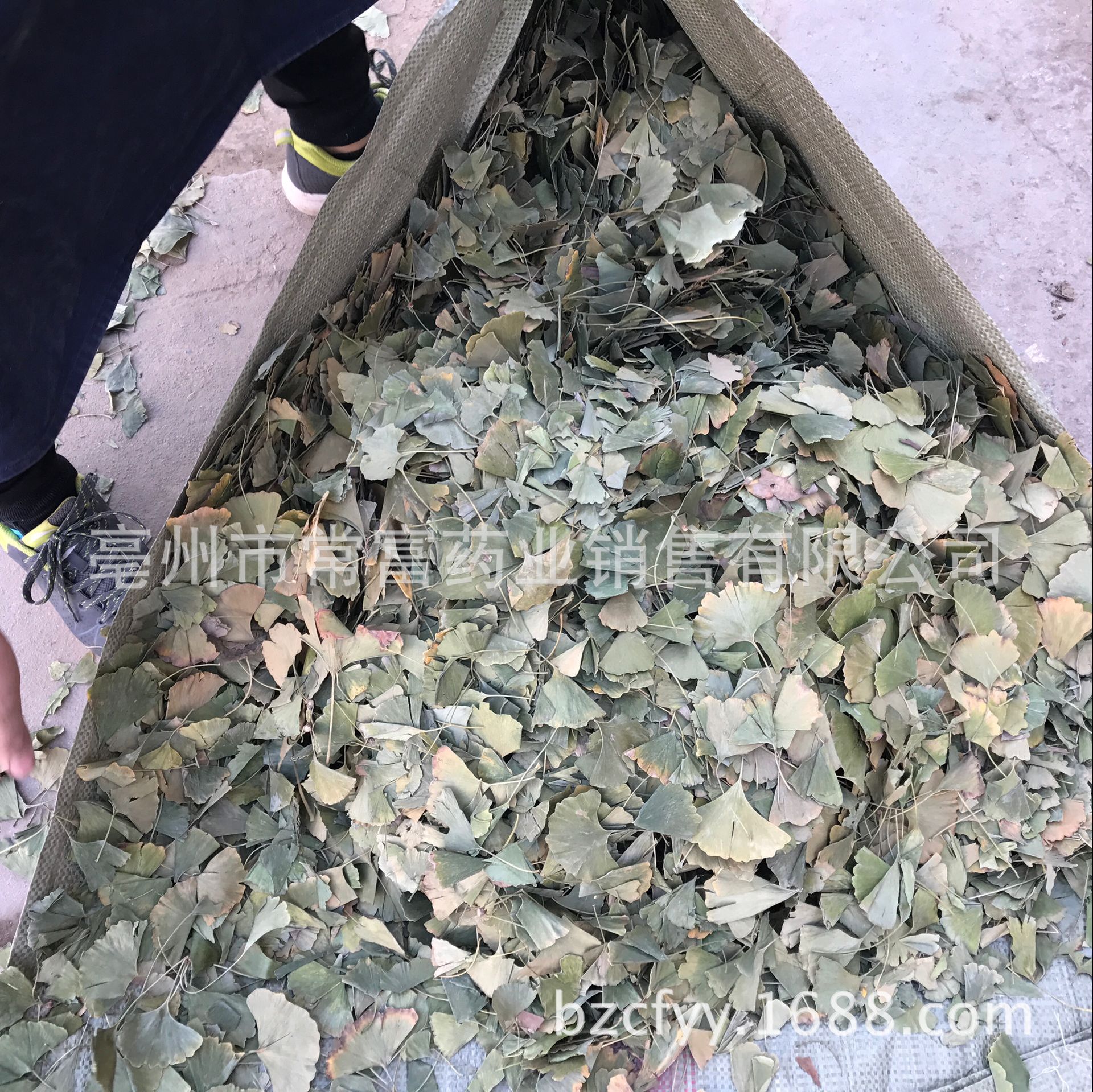 Ginkgo Leaf Tea Yin Xing Ye Dried Ginkgo biloba Leaves Triangular Teabags Fresh Green Cut Leaf 500g quality and texture