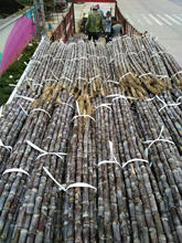 一斤甘蔗批发价格_最新一斤甘蔗批发价格\/批发