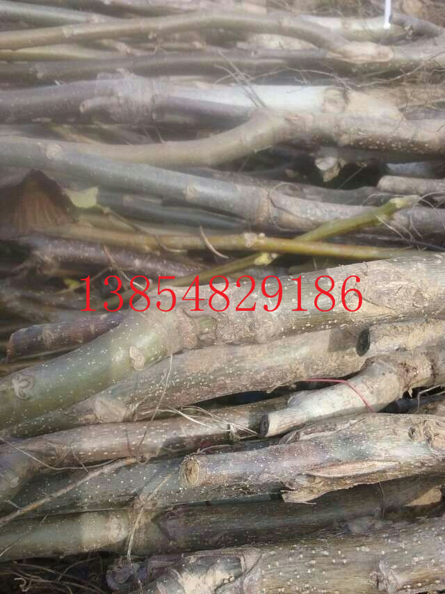 C44F48ABFBC845DB497061D56BF9DF