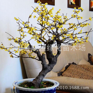 ���l�D÷�N�������D÷�N�� �w��M �D÷�����D÷�N���²ɷN��