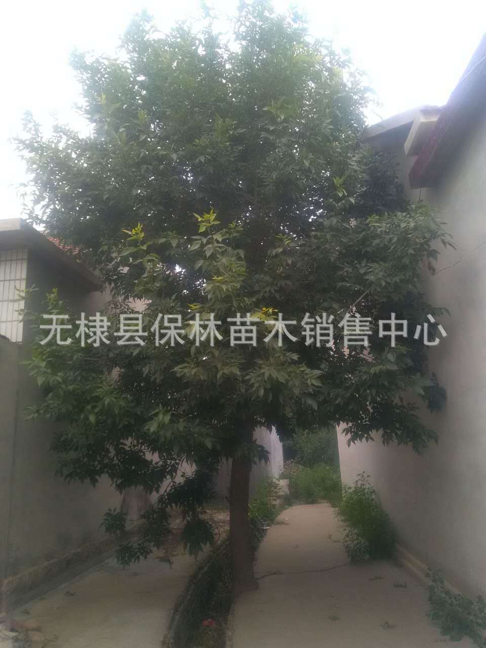 25公分白蜡