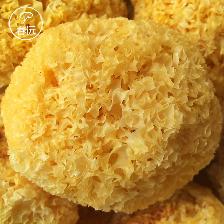 Furuta Ugly ears Currency natural Sulfur Furuta Tremella dried food Mushroom bulk wholesale 500g