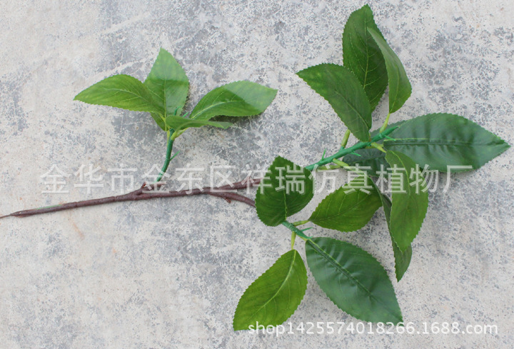 XRB-140木荷叶3叉枝15叶4