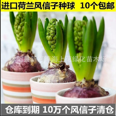 进口荷兰风信子盆栽风信子种球带花发货大球包成活基地批发