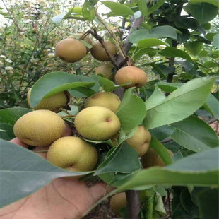 �����S������������u ���^�� ���������Ʒ�N �����S�������