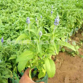 紫色草花 紫色草花批发 促销价格 产地货源 阿里巴巴