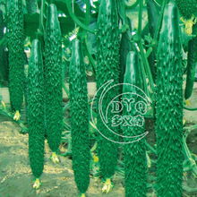 黄瓜嫁接苗价格_今日最新黄瓜嫁接苗价格行情