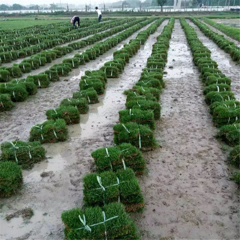 wholesale Bentgrass Manila Bermuda Evergreen Green grass Well-being Model green Lawn Base Direct selling