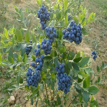 藍豐藍莓苗價格合理基地現貨批發兔眼藍莓苗提供種植技術現挖現賣