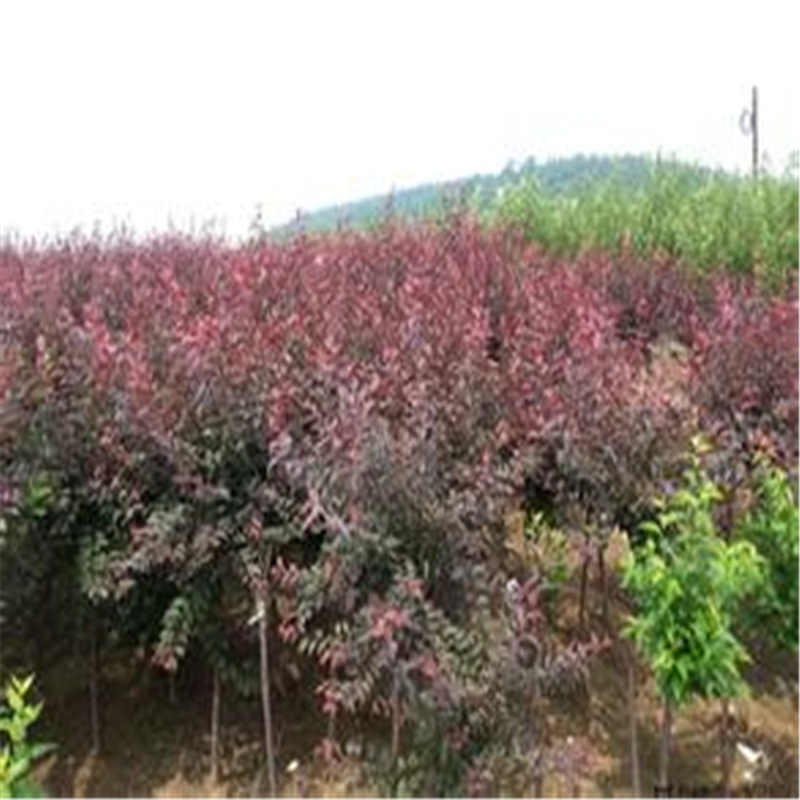 u=2273674818,1493154309&am