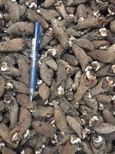 八角海参_八角海参价格_优质八角海参批发\/采