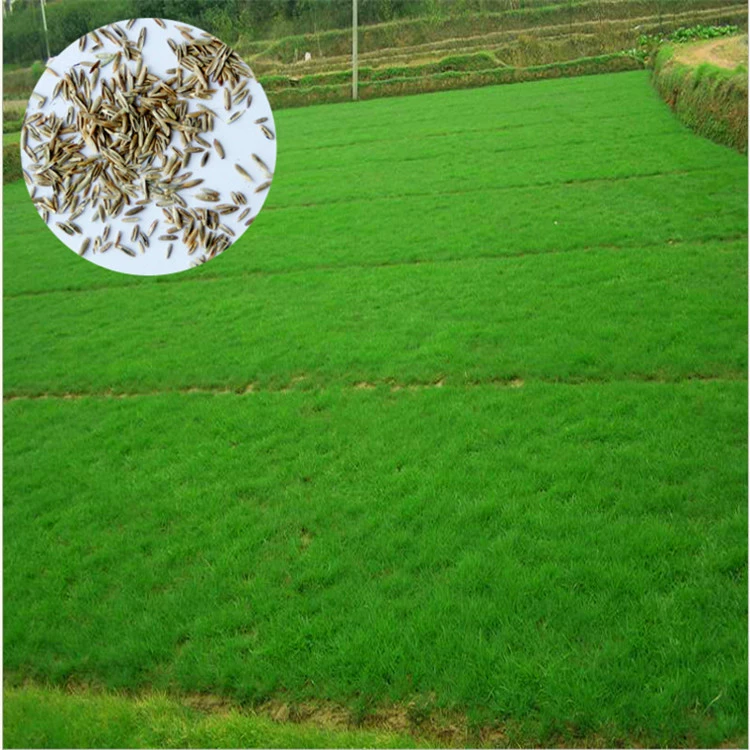 Газонные щелочные соломенные семена травы, солостойкие, устойчивые к вытаптыванию, морозостойкие сорта травы могут быть оплачены при доставке.