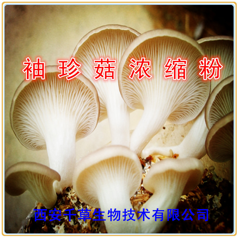 袖珍菇浓缩粉
