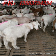 常年出售黑山羊 羊羔 种羊 母羊 白山羊羊羔