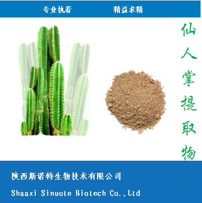 仙人掌