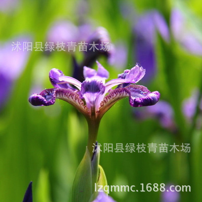 低价销售宿根花卉 西伯利亚鸢尾 地被植物 红花鸢尾苗 水生植物