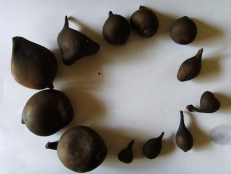 乌灵参提取物 乌灵菌粉 厂家现货 1kg起订