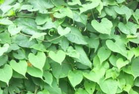 优质首乌浸膏 货源充足 质量保证 一手货源 长期供应