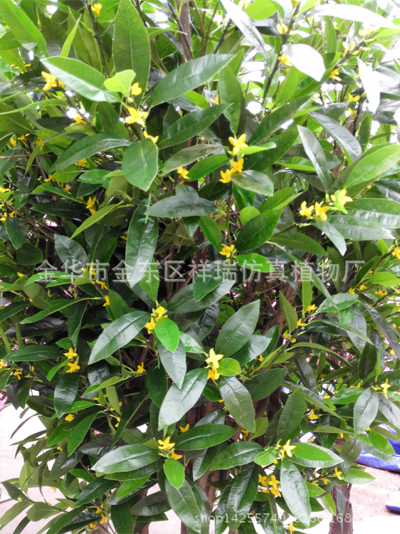 XRS-141 3米新四叉桂花树2
