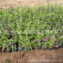 ���ݲݻ����l���ȸ ���~���������� �a��ֱ������ă�