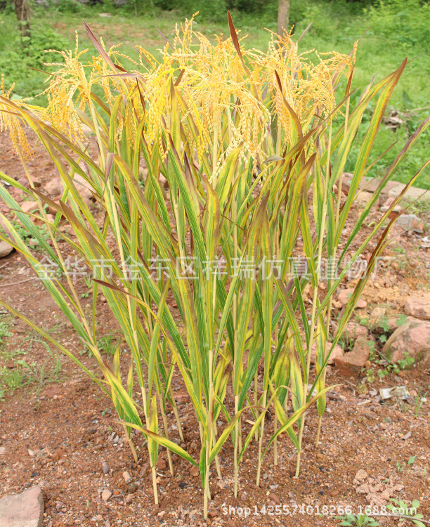 XRB-149 单枝秋色水稻6 (11)