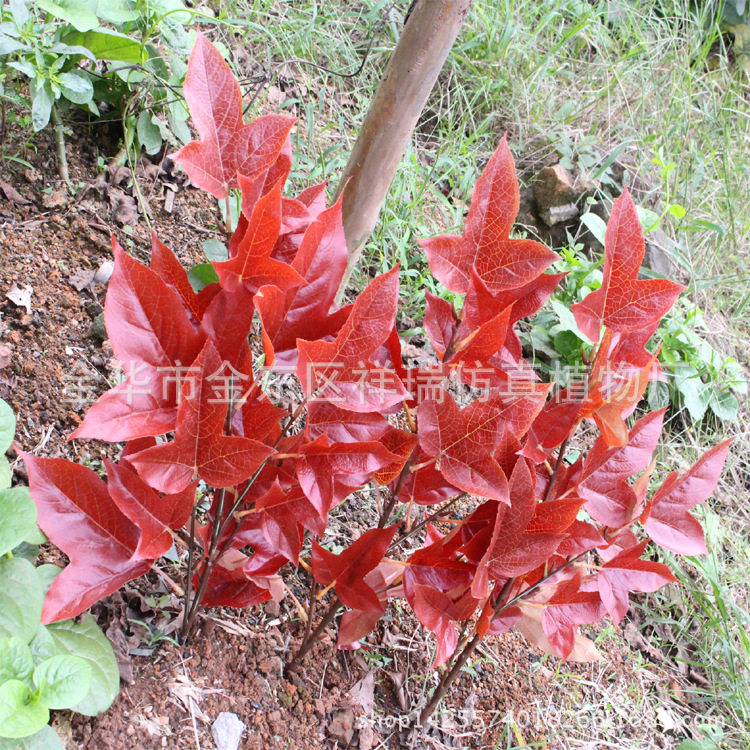 XRB-158三角枫四叉枝19叶4