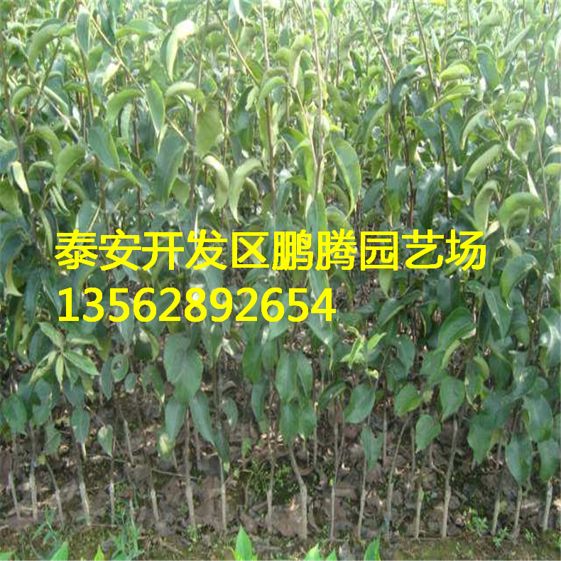 b201411281419139864