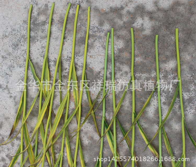 XRB-137 单枝小麦6叶1穗1米3