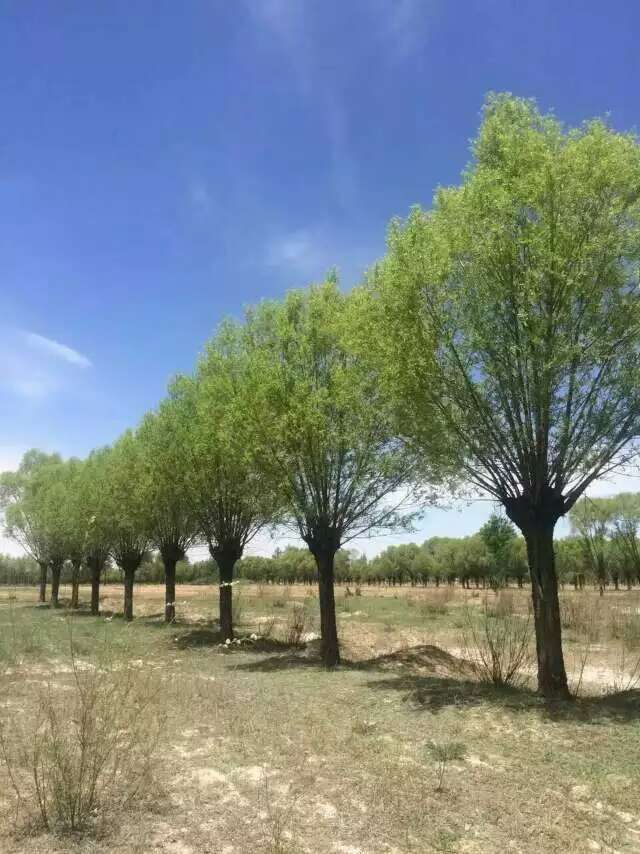 供应沙地柏出售陕西爬地柏馒头柳旱柳销售榆林铺地柏柳树樟子松|ru