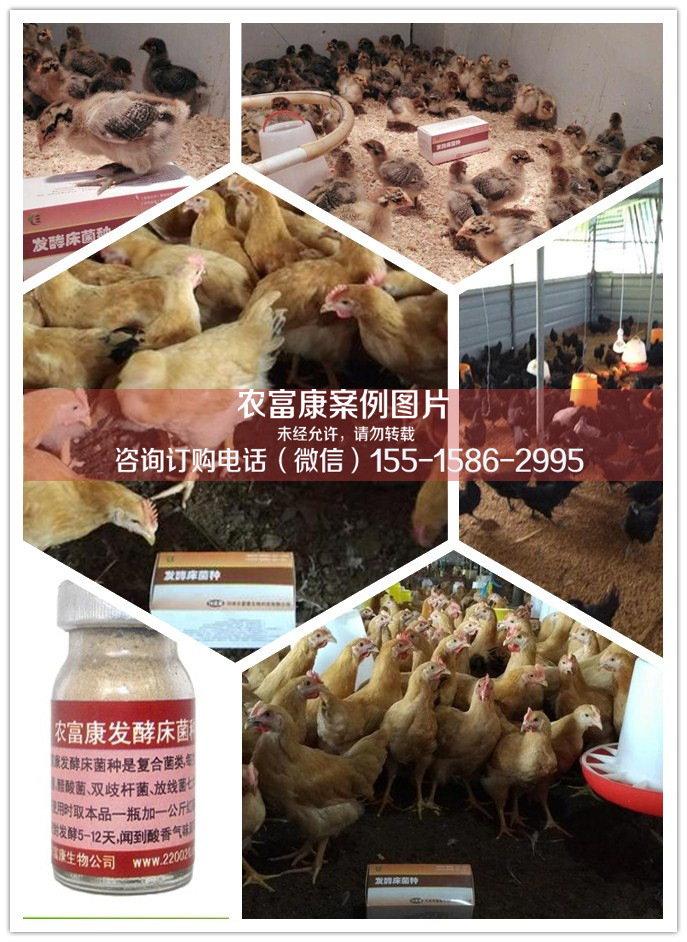 发酵床养鸡案例